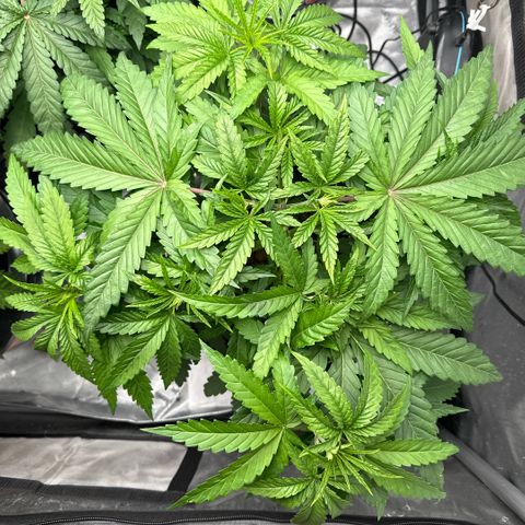 Zorros x Papaya Drip #1 growlog timeline photo