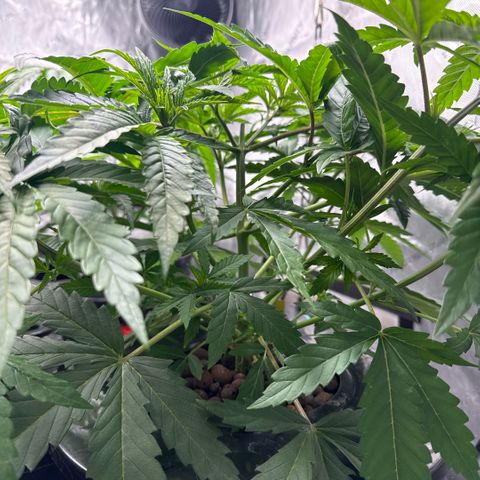 Zorros x Papaya Drip #1 growlog timeline photo