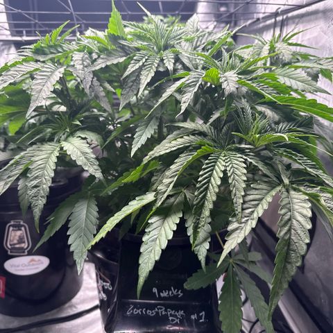 Zorros x Papaya Drip #1 growlog timeline photo