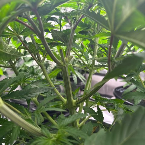 Zorros x Papaya Drip #1 growlog timeline photo