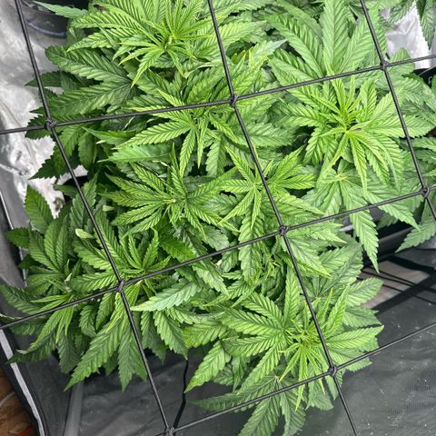 Zorros x Papaya Drip #1 growlog timeline photo