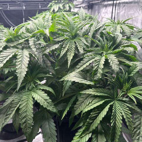 Zorros x Papaya Drip #1 growlog timeline photo