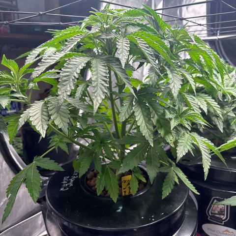 Zorros x Papaya Drip #2 growlog timeline photo