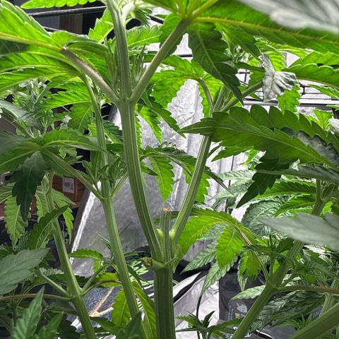 Zorros x Papaya Drip #2 growlog timeline photo