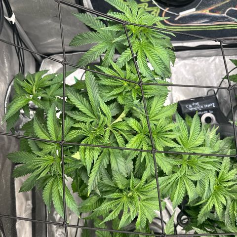 Zorros x Papaya Drip #2 growlog timeline photo