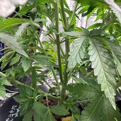 Zorros x Papaya Drip #2 growlog timeline photo
