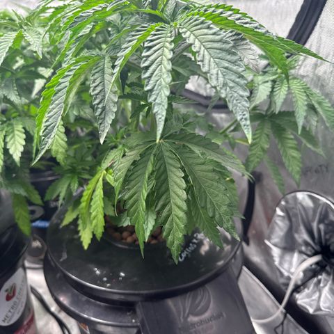 Zorros x Papaya Drip #2 growlog timeline photo