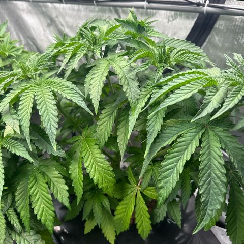 Zorros x Papaya Drip #2 growlog timeline photo