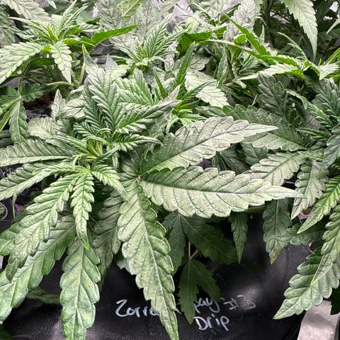 Zorros x Papaya Drip #3 growlog timeline photo