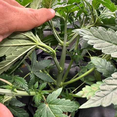 Zorros x Papaya Drip #3 growlog timeline photo