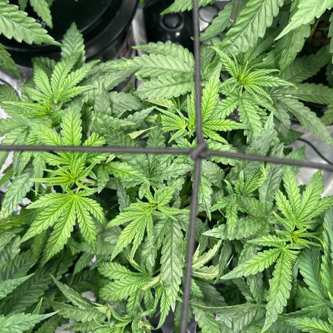 Zorros x Papaya Drip #3 growlog timeline photo