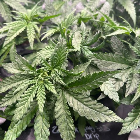 Zorros x Papaya Drip #3 growlog timeline photo