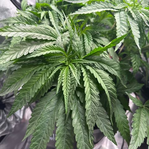 Humboldt Uppercut growlog timeline photo