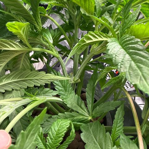 Humboldt Uppercut growlog timeline photo