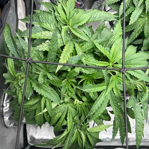 Humboldt Uppercut growlog timeline photo