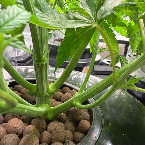 Humboldt Uppercut growlog timeline photo