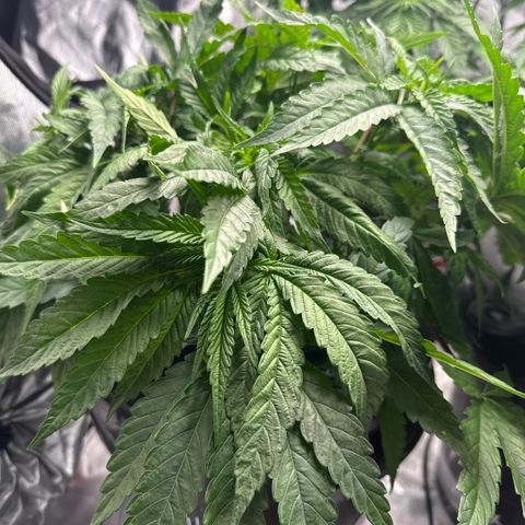 Humboldt Uppercut growlog timeline photo