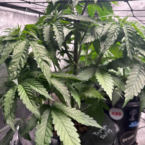 Papaya Frosting #2 growlog timeline photo