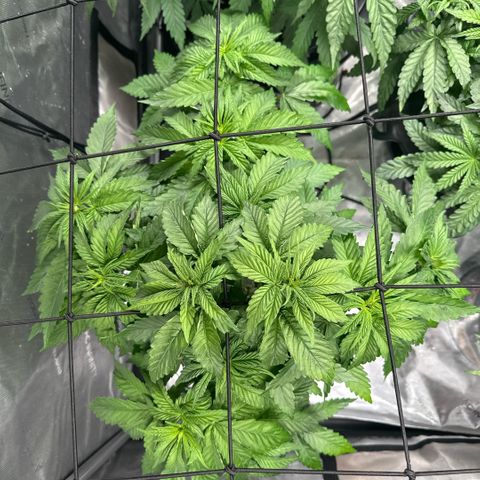 Papaya Frosting #2 growlog timeline photo