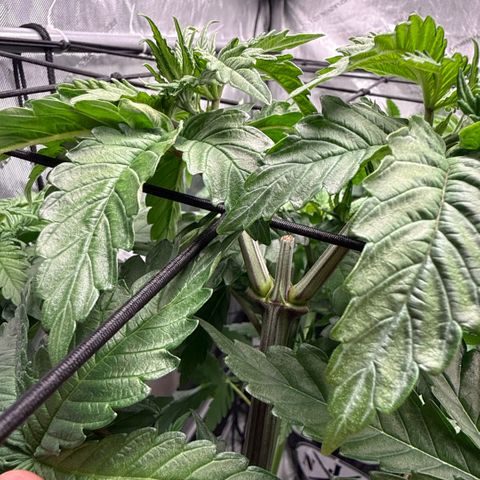 Papaya Frosting #2 growlog timeline photo