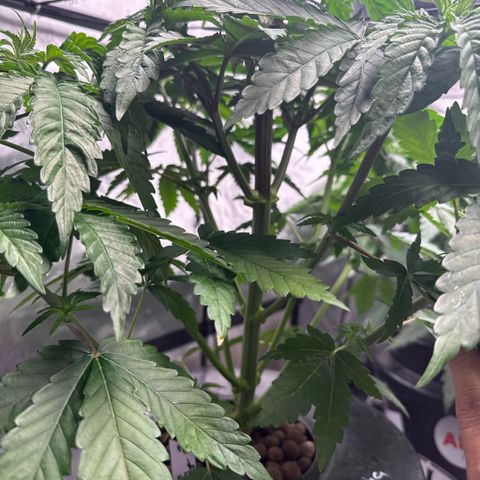 Papaya Frosting #2 growlog timeline photo