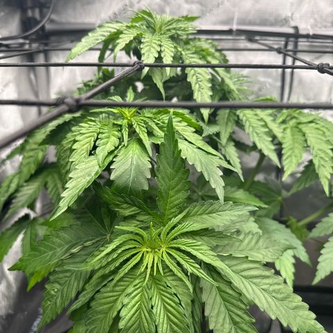 Papaya Frosting #2 growlog timeline photo