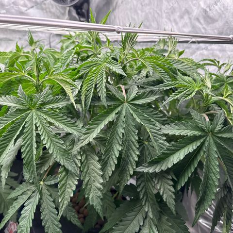 Honey Papaya #1 growlog timeline photo