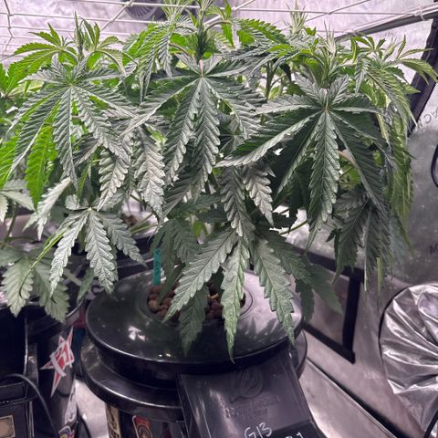Honey Papaya #1 growlog timeline photo