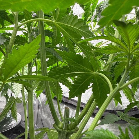 Honey Papaya #1 growlog timeline photo