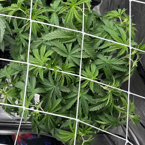 Honey Papaya #1 growlog timeline photo