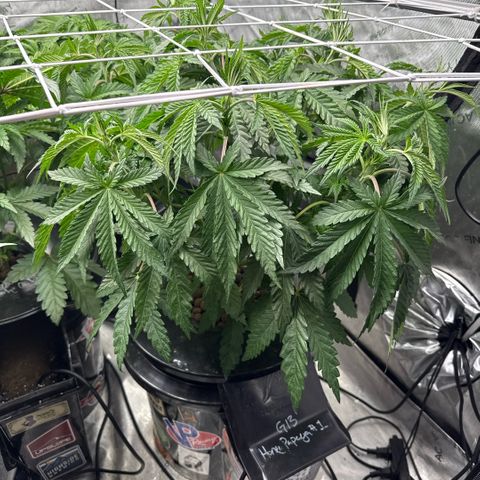 Honey Papaya #1 growlog timeline photo