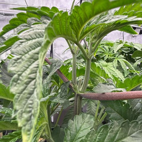 Challah Cake growlog timeline photo