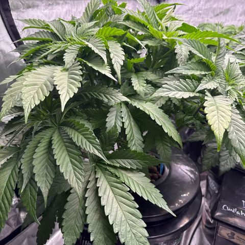 Mimosa x Orange Punch #1 growlog timeline photo