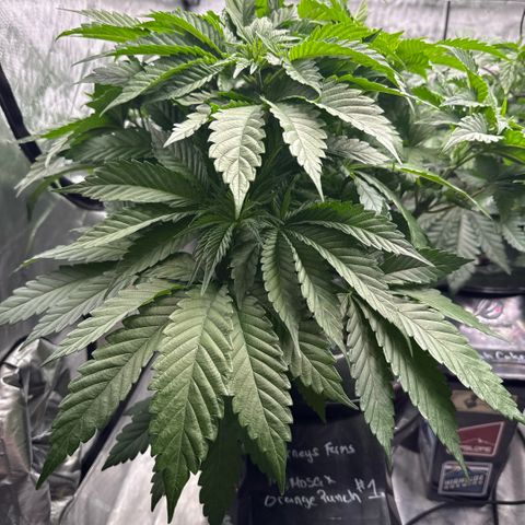 Mimosa x Orange Punch #1 growlog timeline photo