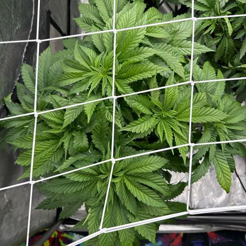 Mimosa x Orange Punch #1 growlog timeline photo