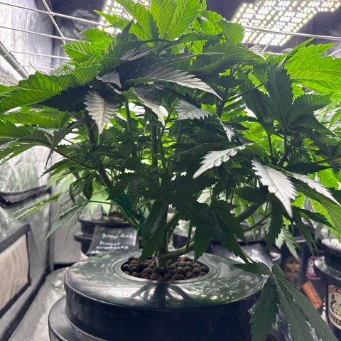 Mimosa x Orange Punch #1 growlog timeline photo
