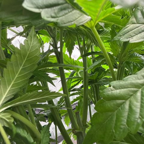 Mimosa x Orange Punch #1 growlog timeline photo