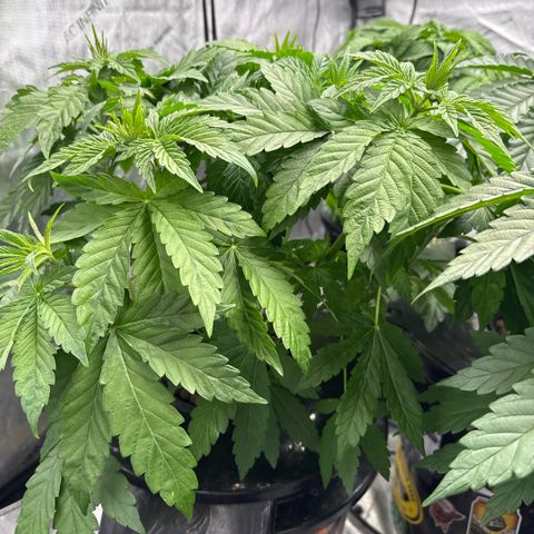 Mimosa x Orange Punch #2 growlog timeline photo