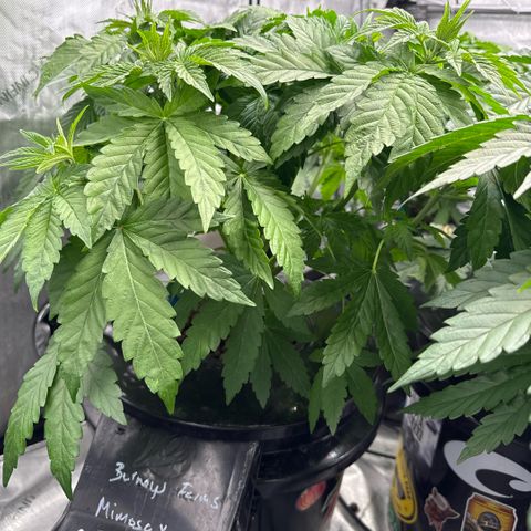 Mimosa x Orange Punch #2 growlog timeline photo