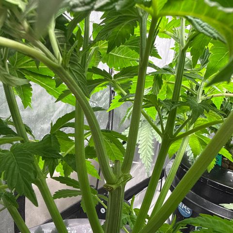 Mimosa x Orange Punch #2 growlog timeline photo
