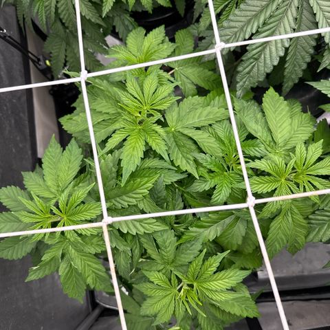 Mimosa x Orange Punch #2 growlog timeline photo