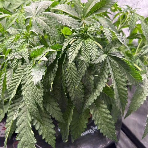 Honey Papaya #2 growlog timeline photo