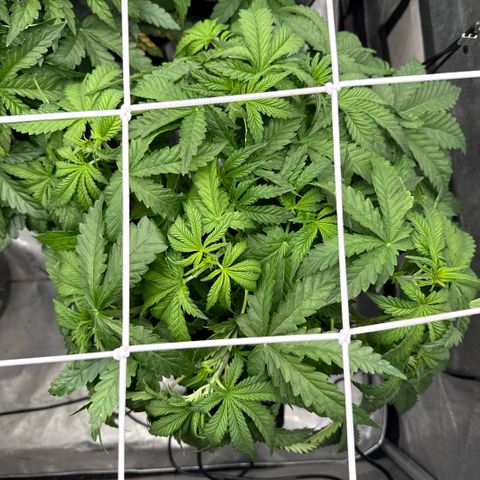Honey Papaya #2 growlog timeline photo