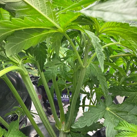 Honey Papaya #2 growlog timeline photo