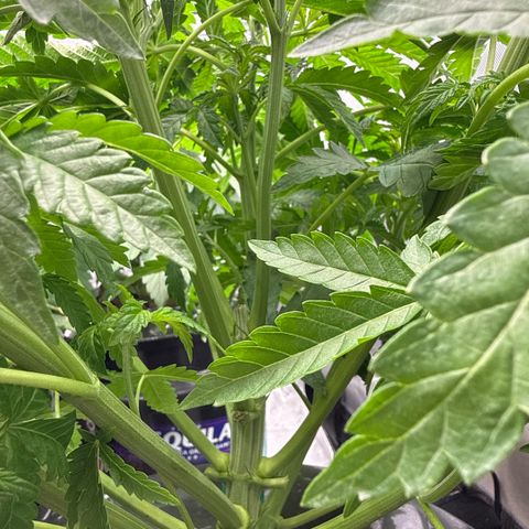 Honey Papaya #2 growlog timeline photo