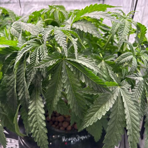 Honey Papaya #2 growlog timeline photo