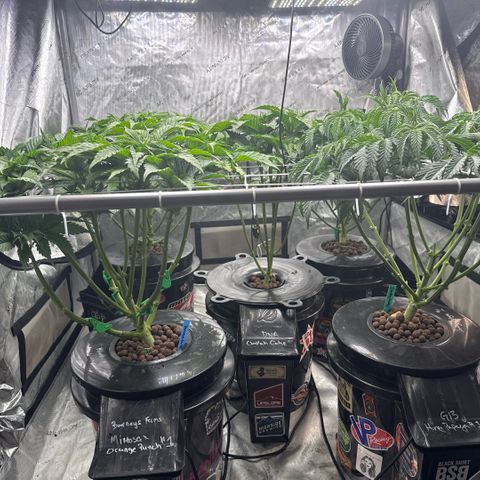 Honey Papaya #2 growlog photo: Canopy at height before any additional training. 
