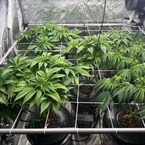 Honey Papaya #2 growlog photo: Canopy at height before any additional training. 