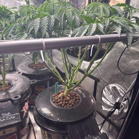 Honey Papaya #2 growlog timeline photo