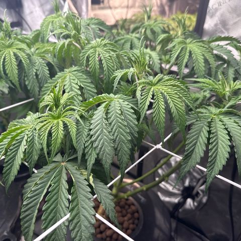 Honey Papaya #2 growlog timeline photo